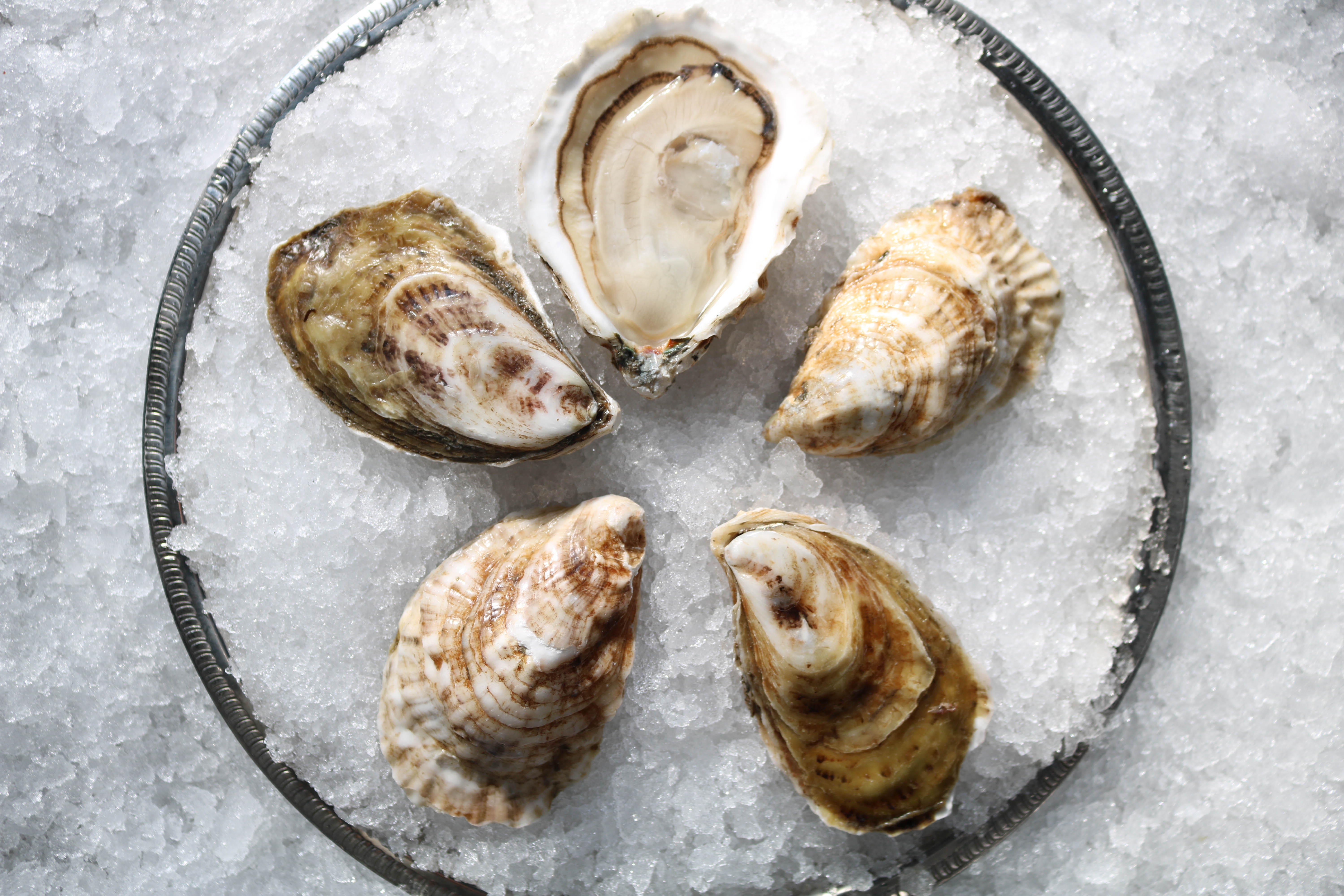 West Island Oyster — Oysterology Online Pangea Shellfish Company